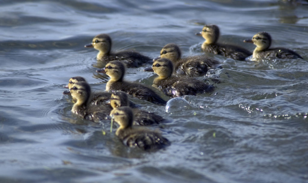 ducks-in-a-clump-daily-compass