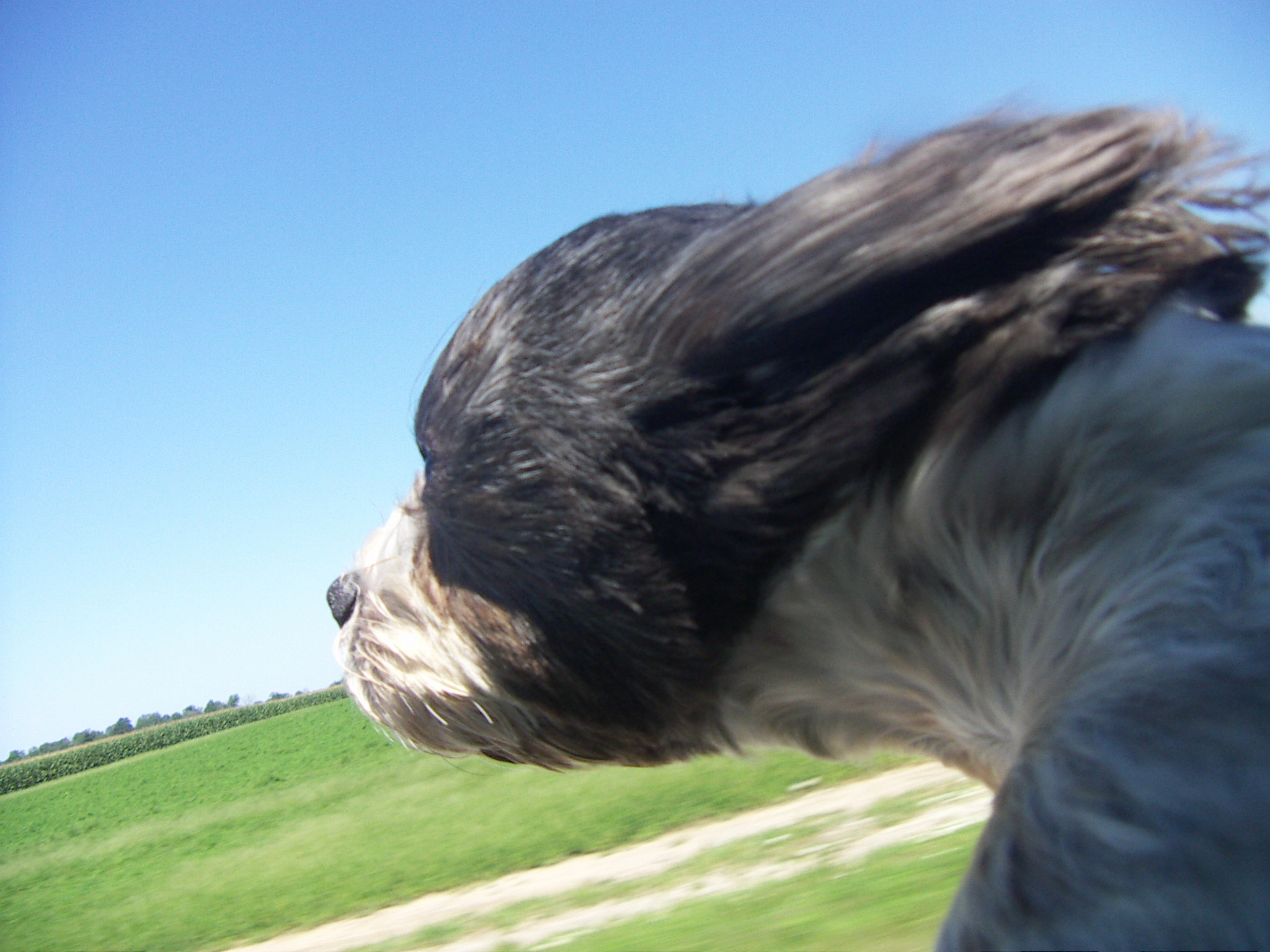 Собака против ветра