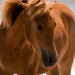 AWildHorseImage