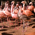 NotSoPinkFlamingos