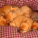 PuppyPile