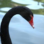 BlackSwan