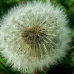 Dandelion