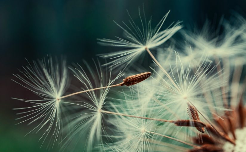 Closeup of seeds floating away from a dandelion on a dark green background